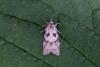Cnephasia sp.